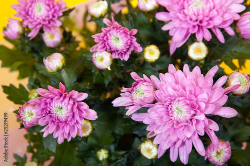 background of chrysanthemums