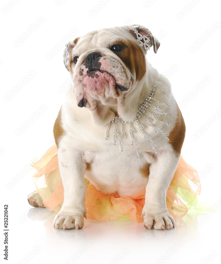 Fototapeta premium funny female dog