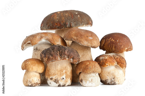 Funghi porcini - Boletus mushrooms