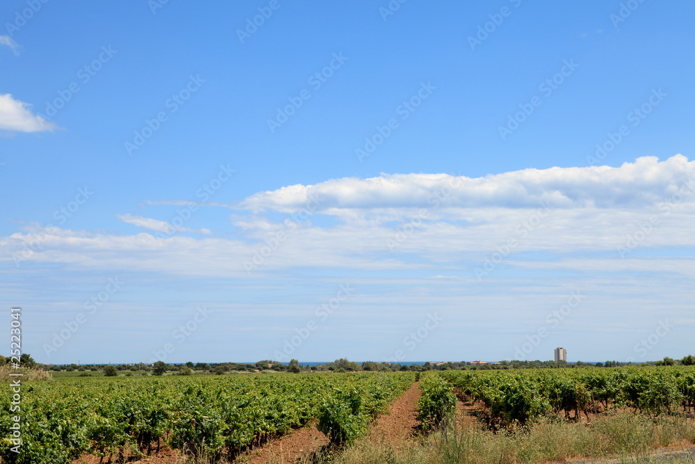 Vineyard with beautiful sky and clouds