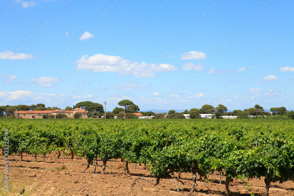 Vineyard with beautiful sky and clouds