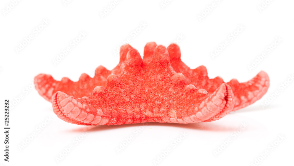 red starfish over white background red starfish over white background