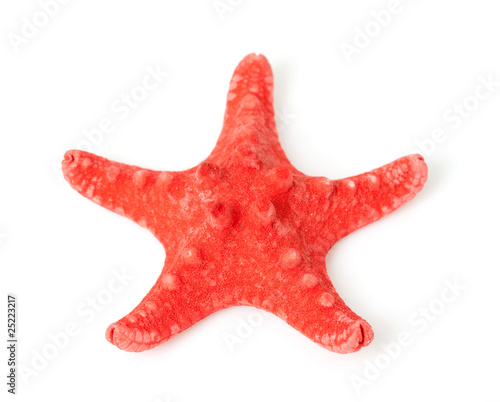 red starfish over white background