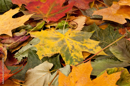 Colourful autumn background