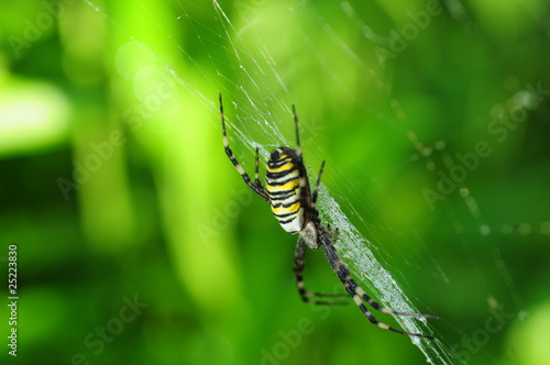 Spinne im Netz © Michael Rogner