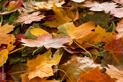 Colourful autumn background