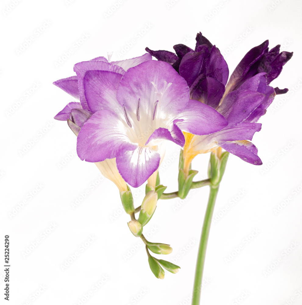 freesia freesia