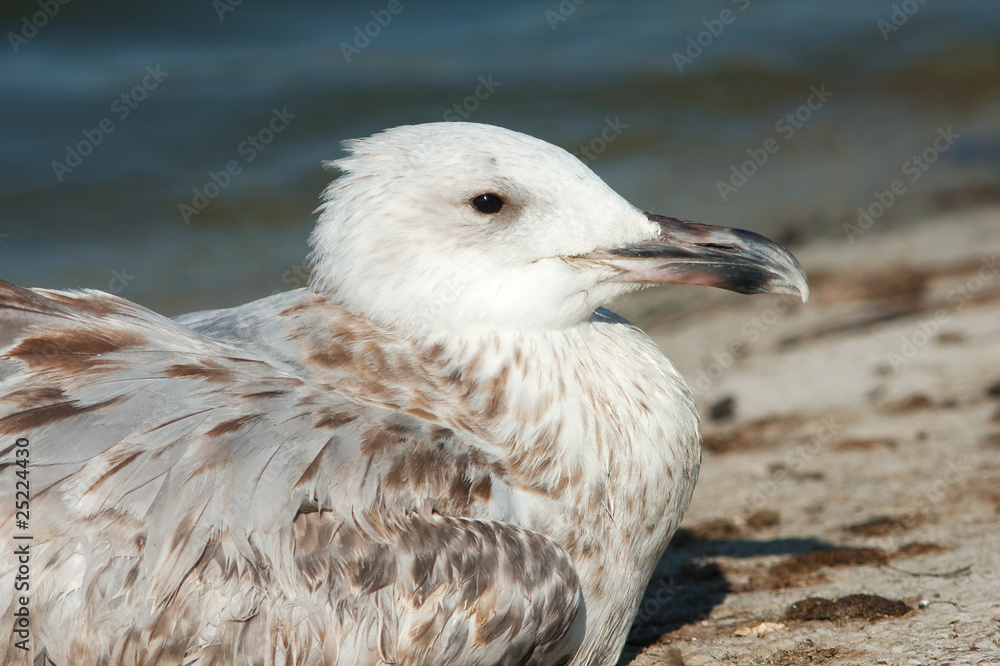 a portrait of juvenile herring gull / Larus argentatus a portrait of juvenile herring gull / Larus argentatus