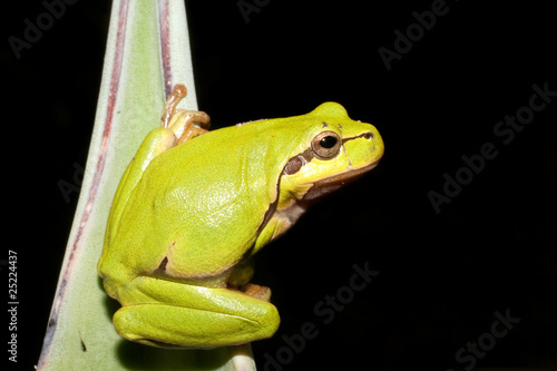 Green Tree Frog (Hyla arborea)