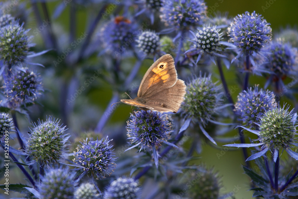 Fototapeta premium Hedge-brown butterfly feeding from eryngium