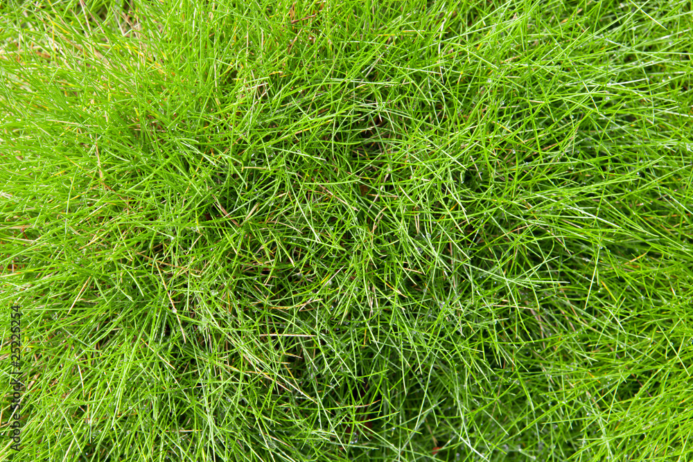 Grass background Grass background