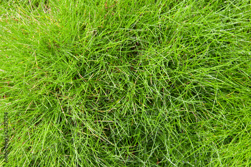 Konstfotografi Grass background
