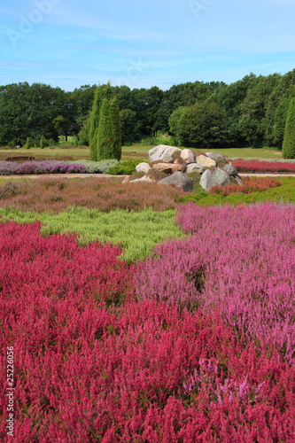 Lüneburger Heide, im Heide-Garten