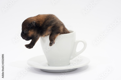 Pomeranian in a coffee cup