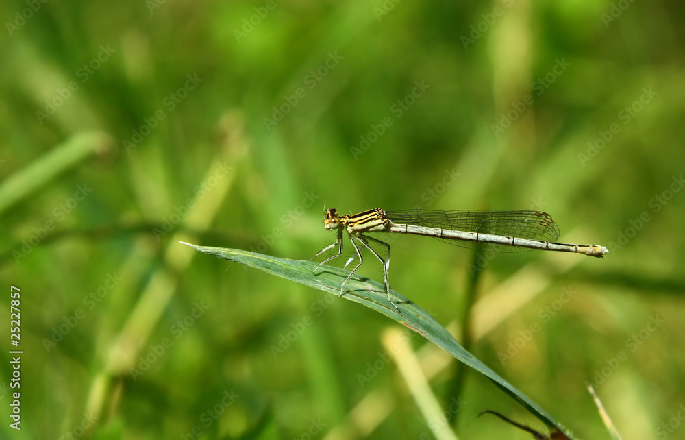 Damsel-fly in the grass Damsel-fly in the grass