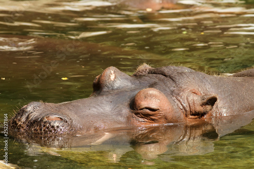 Hippo resting in the water