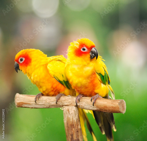Carta da parati Pappagalli - Carta da parati A colourful parrots