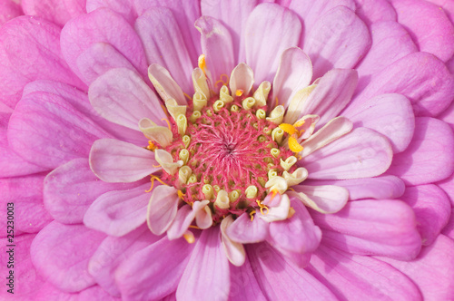 Close up of a pink flower