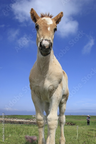 Fototapeta Naklejka Na Ścianę i Meble -  cavallo bretone