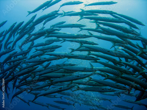 School of barracuda