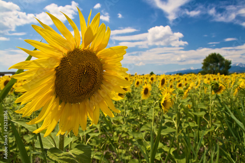 Sunflowers field