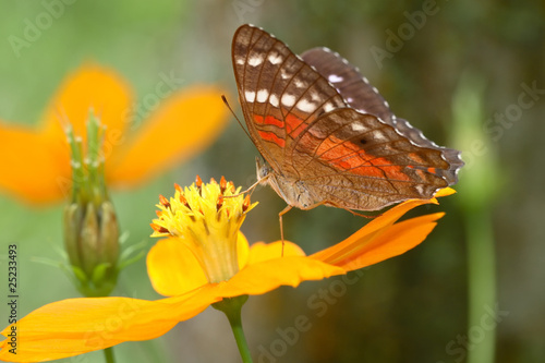 Anartia amathea photo