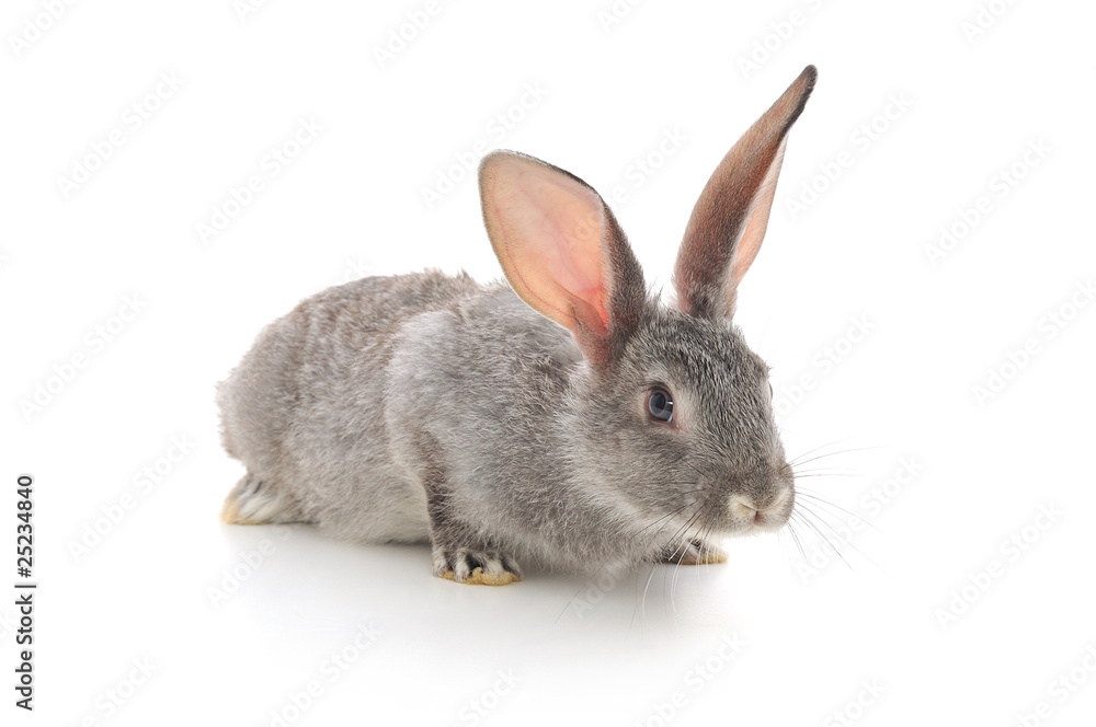 Obraz premium Little Rabbit