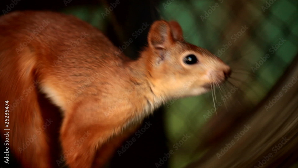 Running squirrel