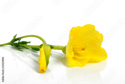 Bild auf Leinwand evening primrose