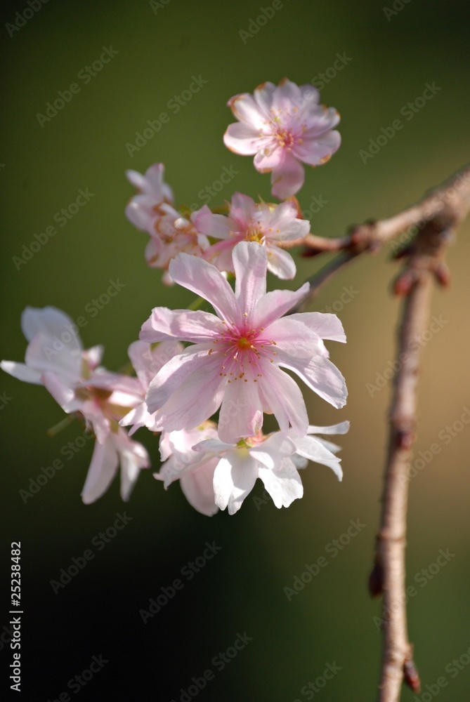 Fototapeta premium 十月桜