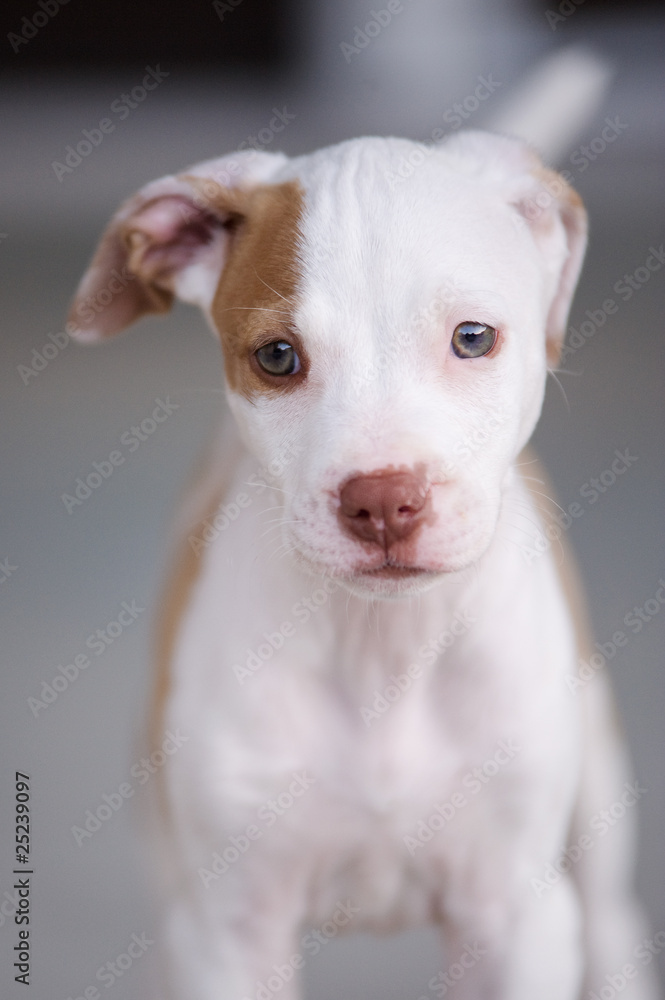 pitbull puppy