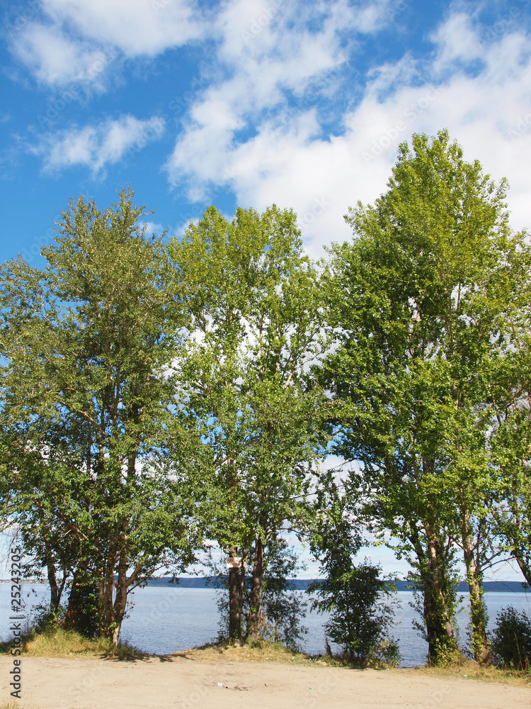 Fototapeta premium Poplar