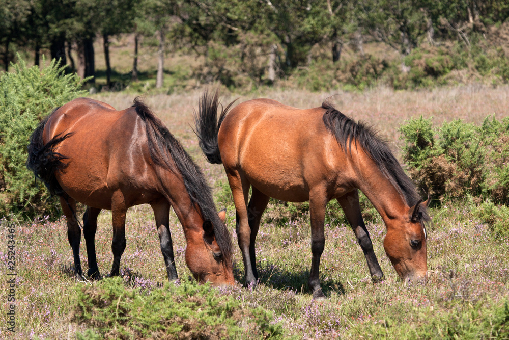 New Forest Ponies grazing on heather New Forest Ponies grazing on heather