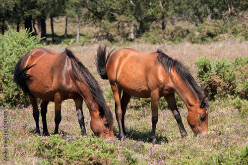 New Forest Ponies grazing on heather