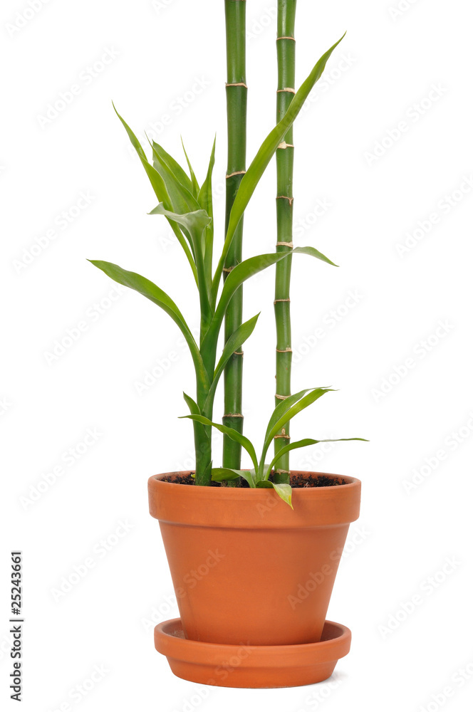 Bamboo in a Pot Bamboo in a Pot