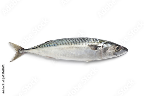 Whole single fresh mackerel isolated on white background