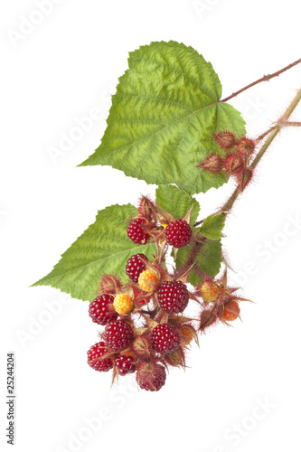 Japanese wineberries and leaves on a branch