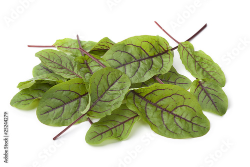 Fényképezés Red veined sorrel leaves