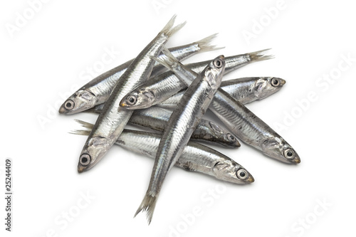 Photography Fresh European anchovy fish
