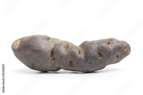 Whole single vitelotte noir potato photo