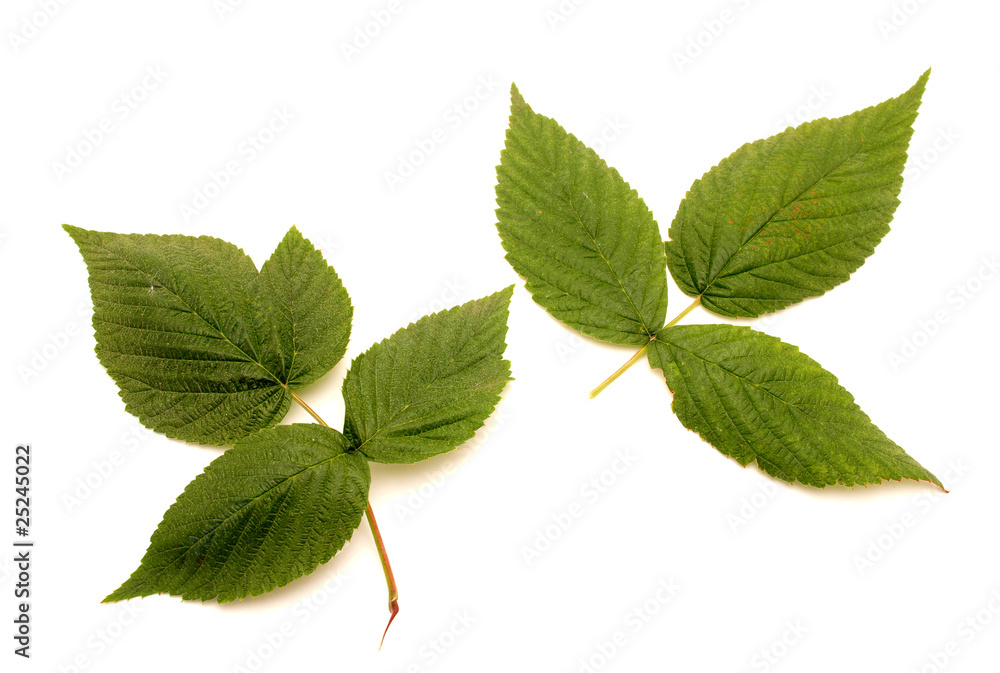 Fototapeta premium Leaves
