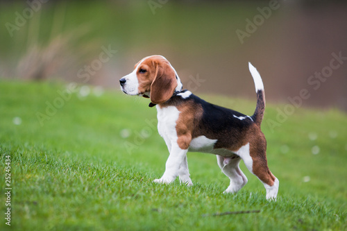 Beagle on green grass photo