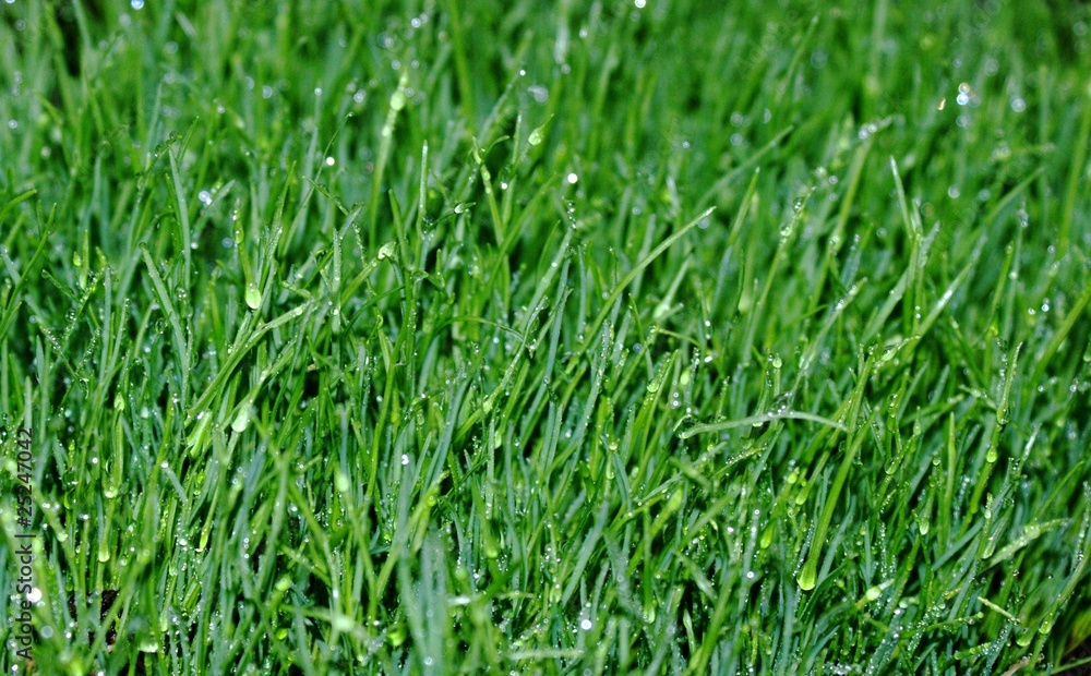 green grass green grass