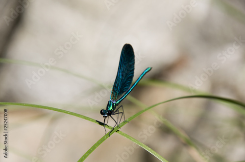 Libélula azul posada sobre rama verde