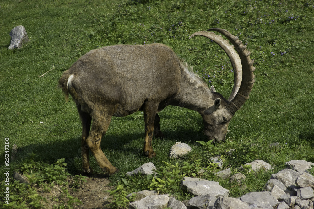 Steinbock