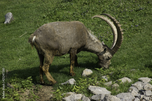 Obraz na płótnie Steinbock w salonie