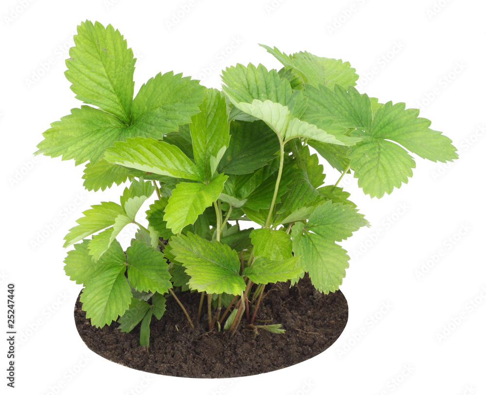 Obraz premium Young sapling of wild strawberry