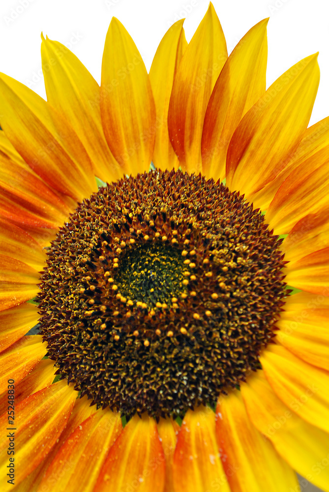 Obraz premium sunflower