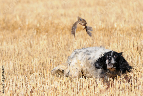 English setter hunting quail