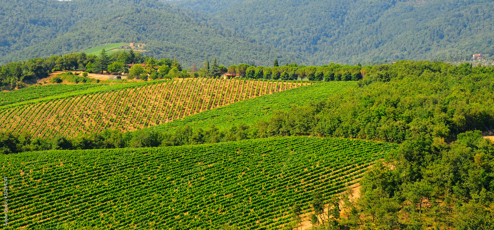 Fototapeta premium Vineyard